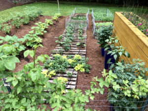 A garden with many plants growing in it