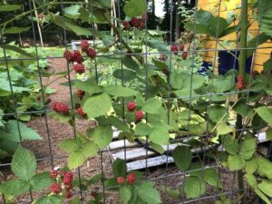 A garden with raspberries growing on the trellis.