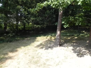 A tree in the middle of a field with no leaves.