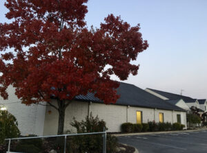 A building with a tree in front of it