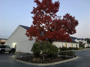 A tree with red leaves in front of a white building.