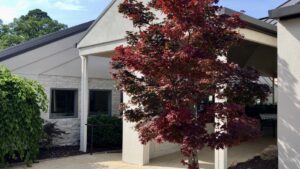 A tree in front of a white building with red leaves.