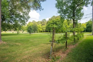 A field with trees and grass in the background.